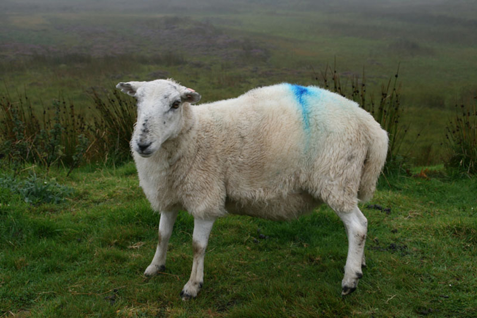 Painted Sheep