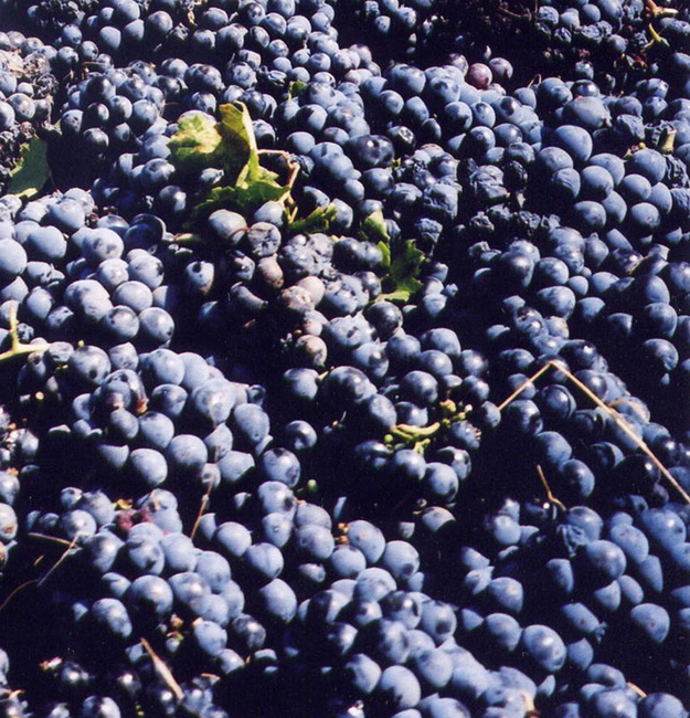 Grapes1