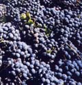 Grapes1